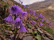 Spettacolo di fiori e marmotte sui sentieri per i Laghetti di Ponteranica – 18magg22  - FOTOGALLERY